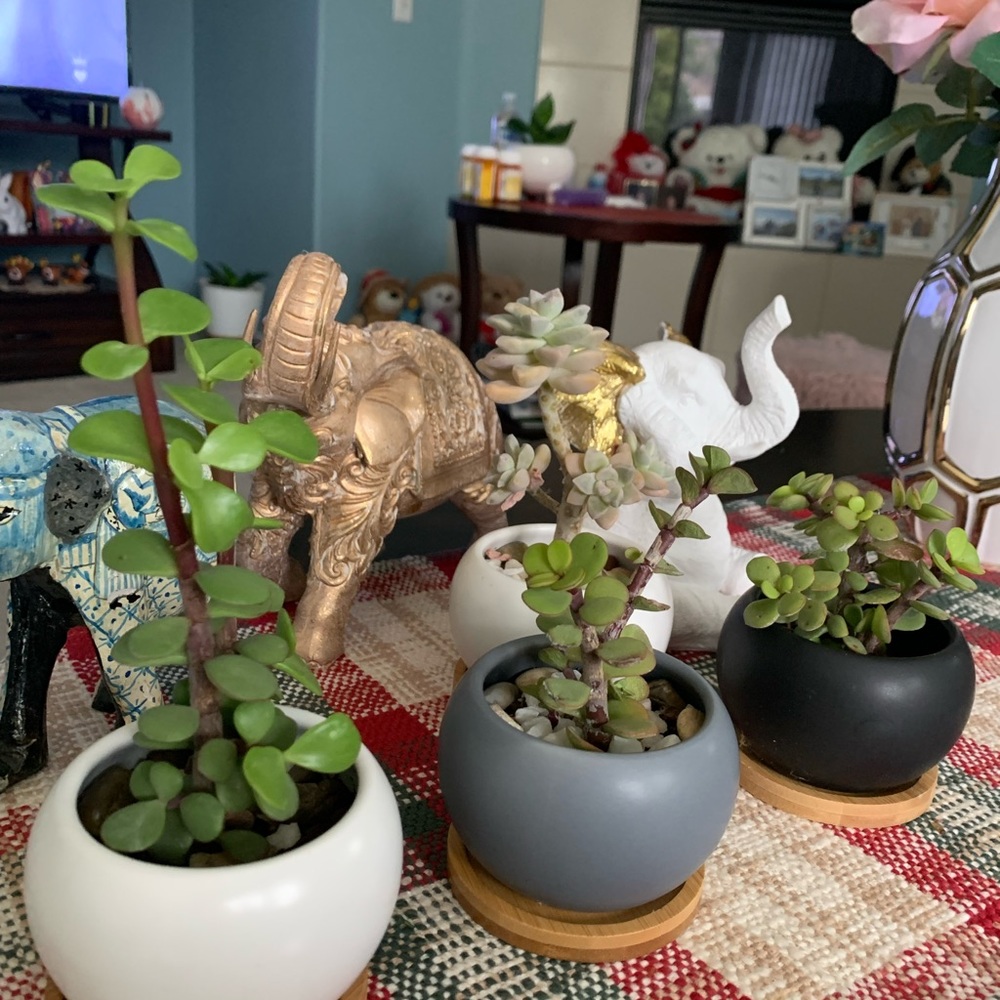 🖤🤍❤️‍🩹Ceramics flower pots🌵🌼🌺